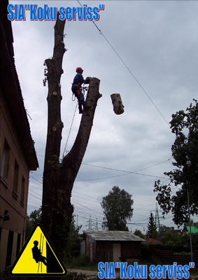 bīstamo koku zāģēšana